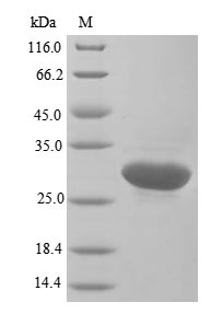 Human GSTP1 protein
