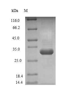Human GSTP1 protein