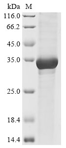 Mouse Gzma protein