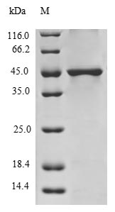 Human H3F3A protein