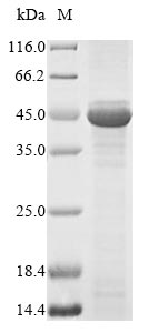 Human HAPLN1 protein