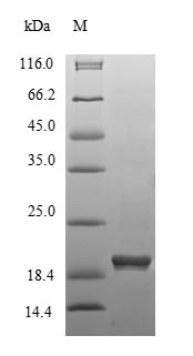 Mouse Hmgcr protein