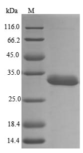 Human HNRNPA2B1 protein