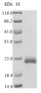 Mouse Ifna7 protein