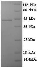 Rat IFN gamma protein