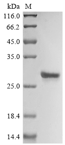 Mouse Il18 protein