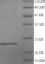 Human IL1 alpha protein