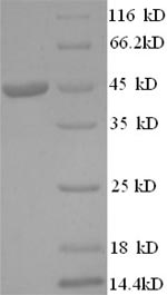 Human IL1 alpha protein