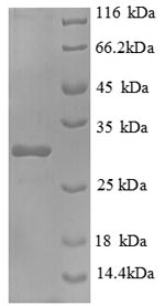 Mouse l2rb protein