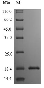 Human IL3 protein
