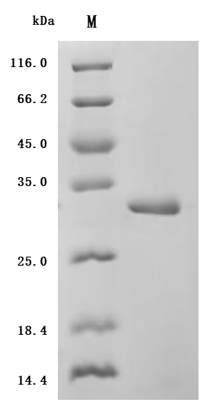 Human IL6 protein