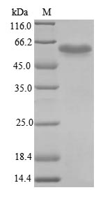 Mouse Irf3 protein