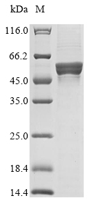 Human ACOD1 protein