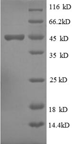 Human ISG15 protein
