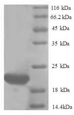 Human ISG15 protein