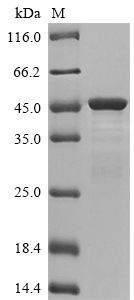Human KRT19 protein