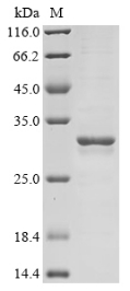Rat Galectin 3 protein