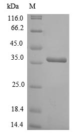 Rat Lgals4 protein
