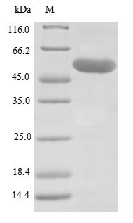 Human LOXL1 protein