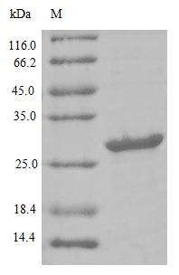 Human LY6G6D protein
