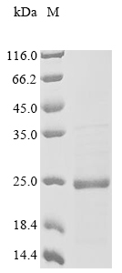 Gallus RIHB protein