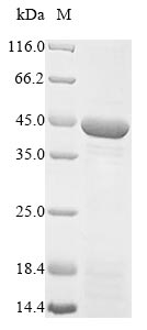 Human MFF protein