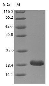 Human MPZ protein