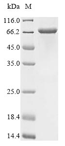 Human CD206 protein