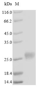 Human MT4 protein