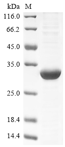 Human MUC2 protein
