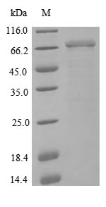 Human NCAM1 protein