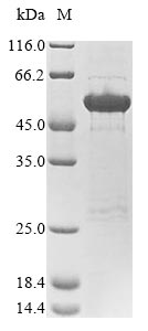 Human NEFM protein