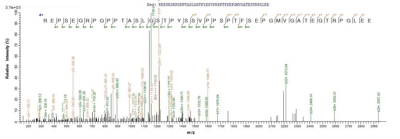 Human NRL protein