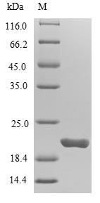 Human NUDT1 protein