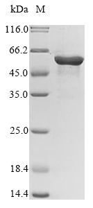 Human PAX8 protein