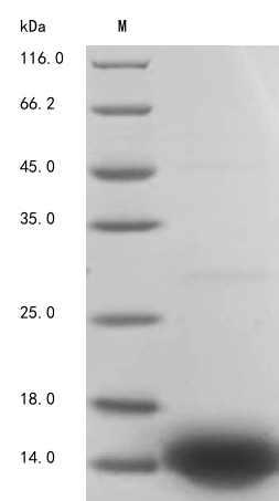 Human PDGF B protein