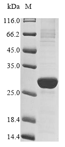 Human PGLYRP1 protein