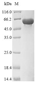 Mouse Pkm protein