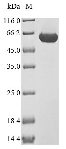 Rat Pkm protein