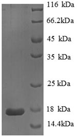 Human PLA2G2A protein