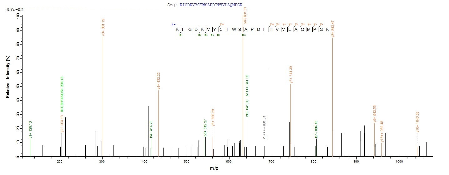 Mouse Pmaip1 protein