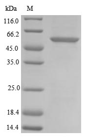 Canine PNLIPRP1 protein