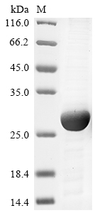 Mouse Rab10 protein
