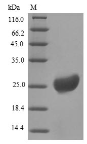 Bovine RETN protein