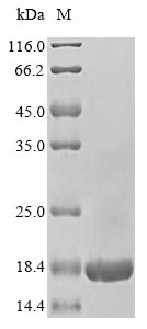 Human RPLP2 protein