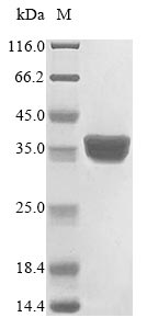 Drosophila RpS3 protein