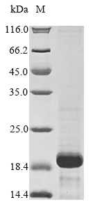 Human SLPI protein