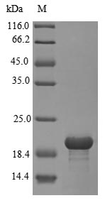 Rat Sort1 protein