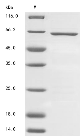Human TDO2 protein