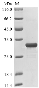 Human TFF3 protein